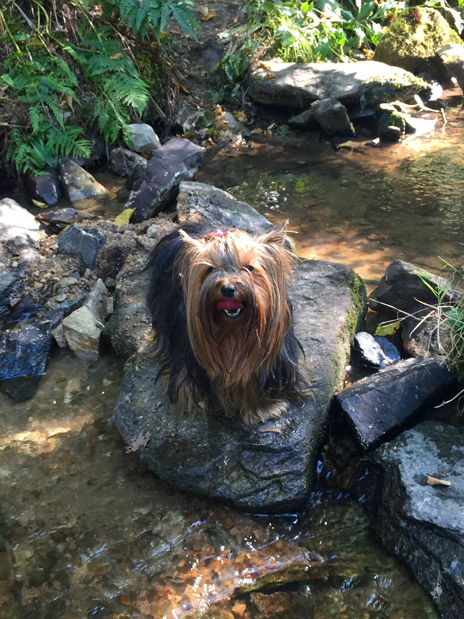 Viktoria participe au concours pour gagner de l'argent avec cette photo : cairn_terrier, canidae, cao_da_serra_de_aires, carnivore, catalan_sheepdog, dog, dog_breed, glen_of_imaal_terrier, lhasa_apso, mammal, rare_breed_dog, sapsali, skye_terrier, small_terrier, sporting_group, terrier, tibetan_terrier, vertebrate, watercourse, wirehaired_pointing_griffon