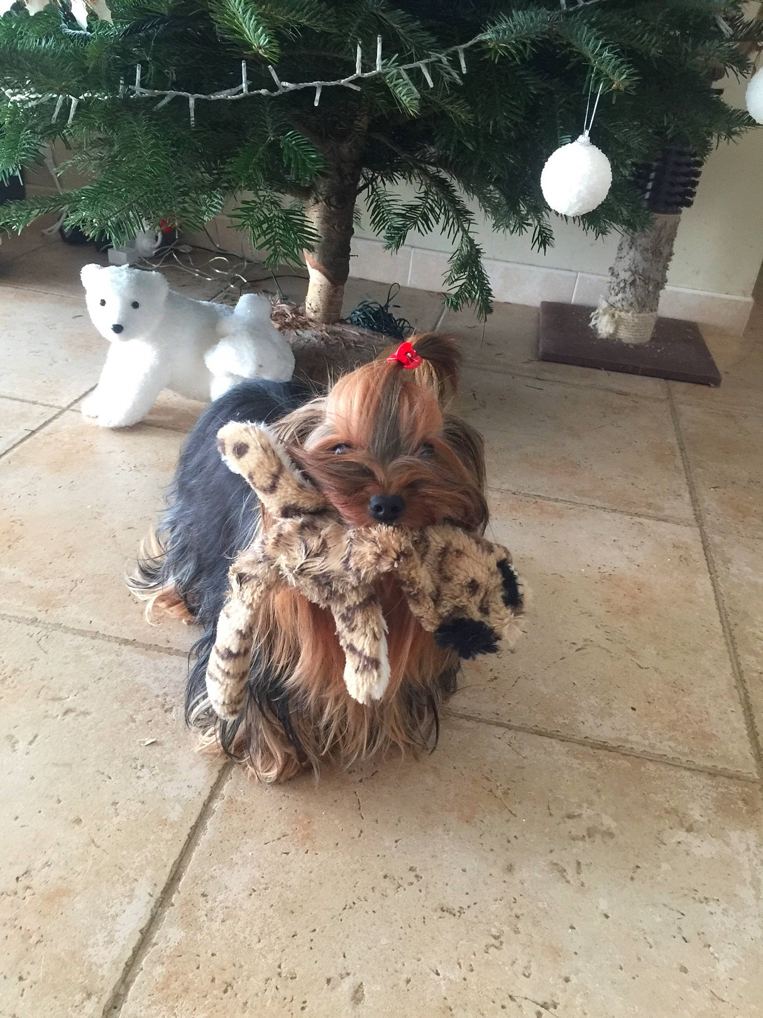 Viktoria participe au concours pour gagner de l'argent avec cette photo : canidae, carnivore, dog, dog_breed, fawn, fur, lhasa_apso, liver, non_sporting_group, shih_tzu, tail