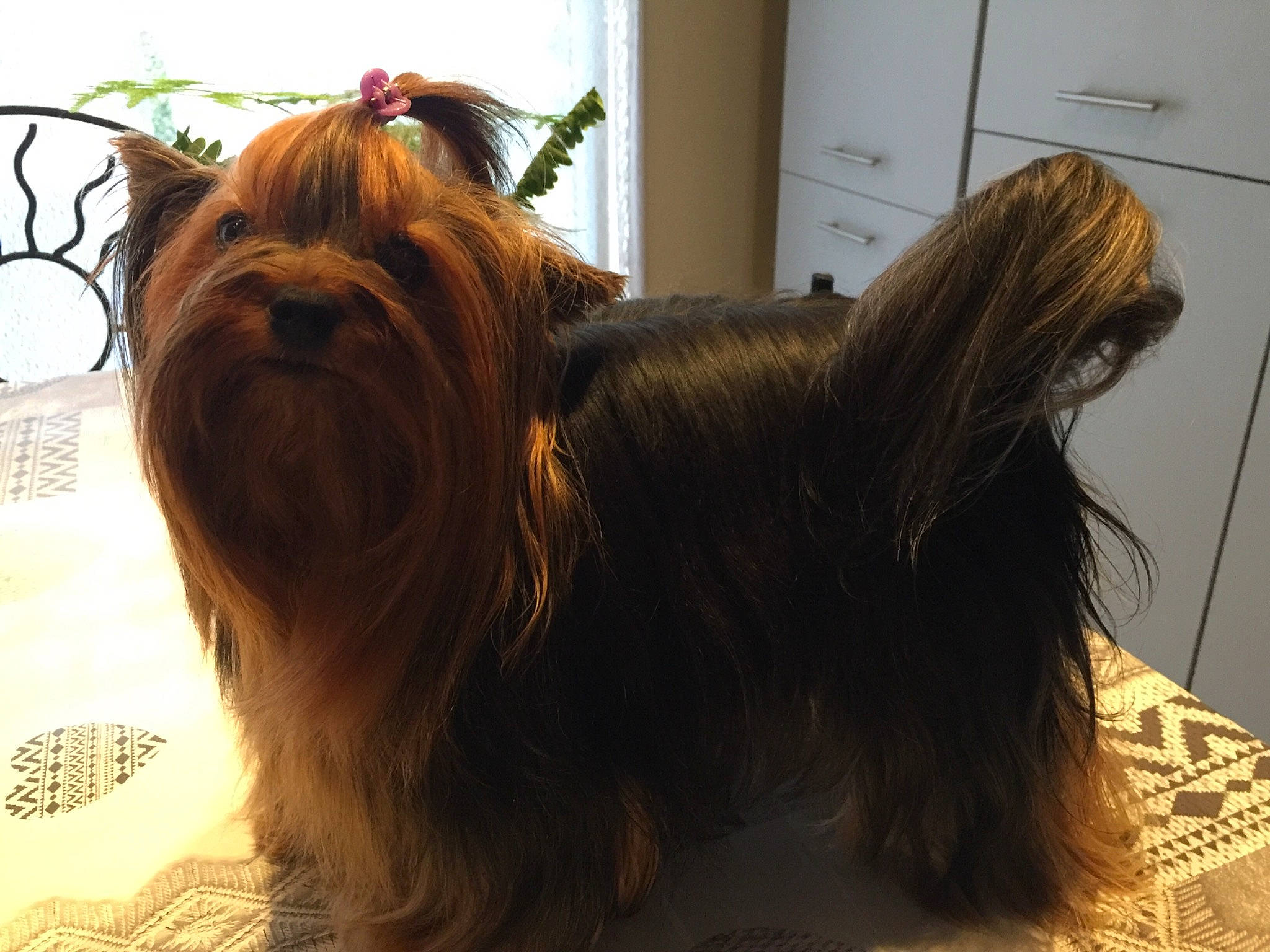 Viktoria participe au concours pour gagner de l'argent avec cette photo : australian_silky_terrier, australian_terrier, canidae, caramel_color, carnivore, chinese_imperial_dog, companion_dog, dog, dog_breed, fawn, hair, lhasa_apso, liver, mammal, shih_tzu, small_terrier, terrier, toy_dog, vertebrate, yorkshire_terrier