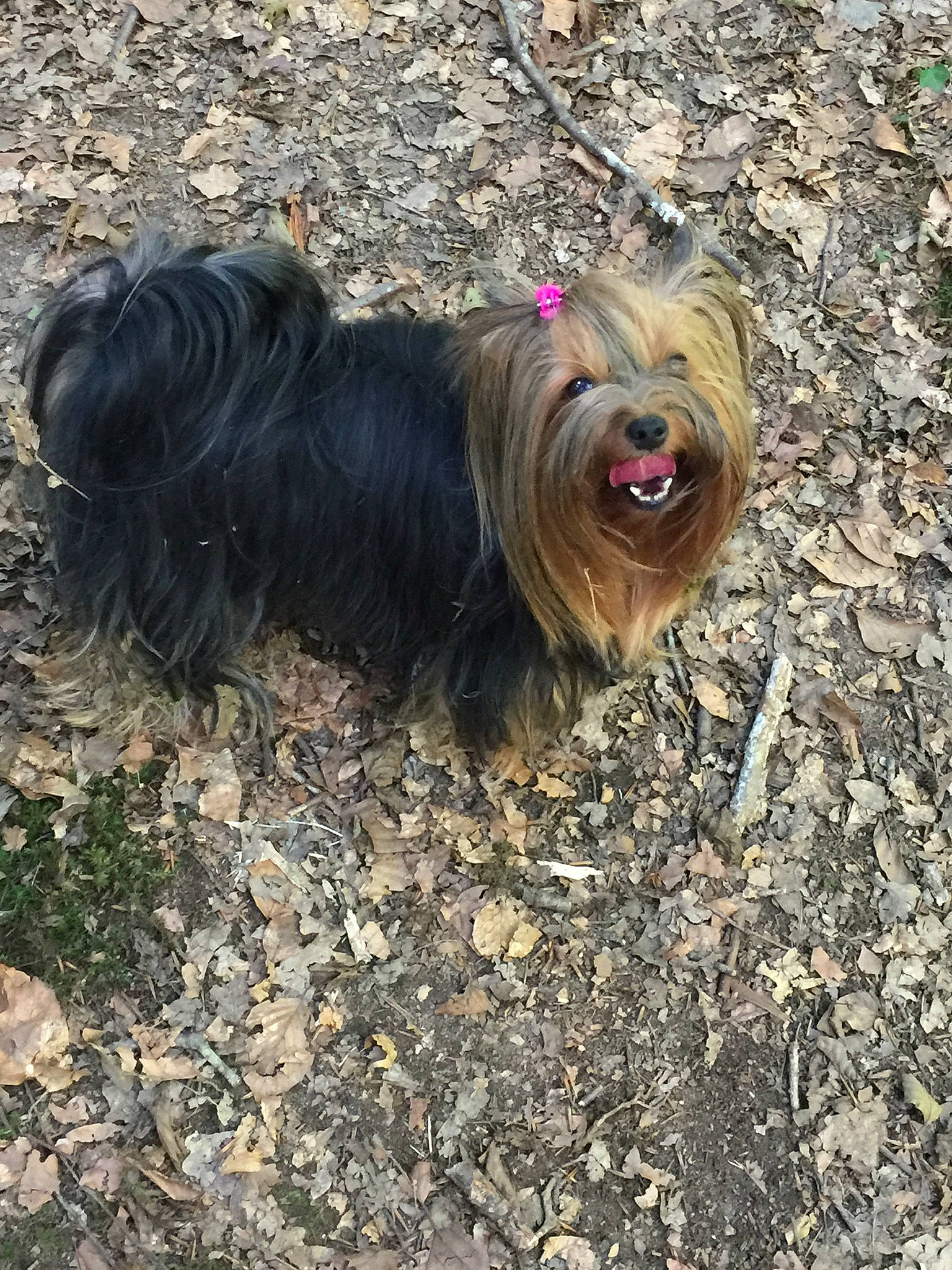 Viktoria participe au concours pour gagner de l'argent avec cette photo : australian_silky_terrier, cairn_terrier, canidae, cao_da_serra_de_aires, carnivore, catalan_sheepdog, chinese_imperial_dog, dog, dog_breed, lhasa_apso, liver, rare_breed_dog, sapsali, skye_terrier, small_terrier, sporting_group, terrier, tibetan_terrier, toy_dog, yorkshire_terrier