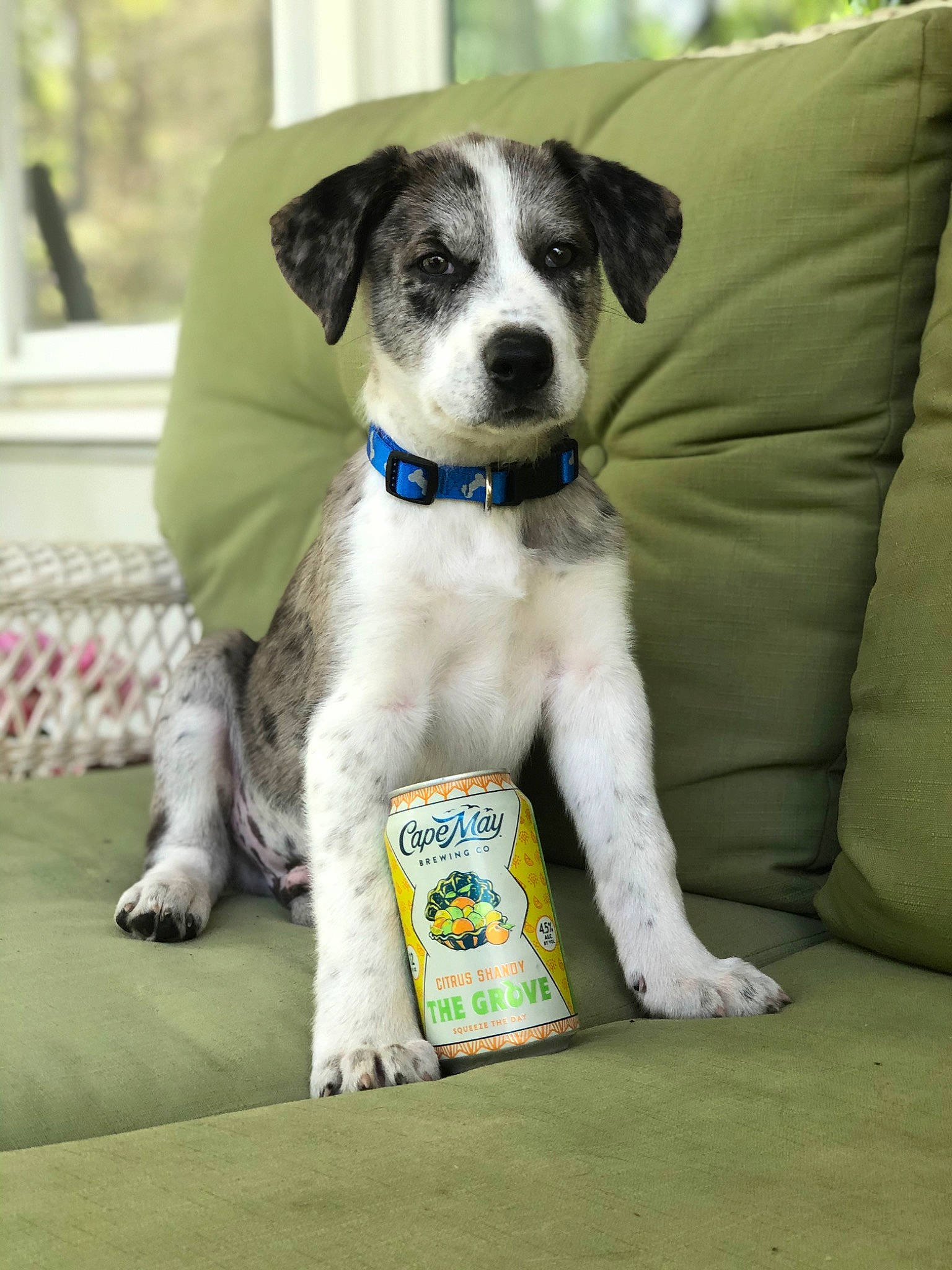 Levi is registered to the contest to win money with this photo: carnivore, collar, companion_dog, couch, dog, dog_breed, dog_collar, dog_supply, fawn, fur, grass, non_sporting_group, paw, pet_supply, sitting, sporting_group, terrestrial_animal, working_animal, working_dog