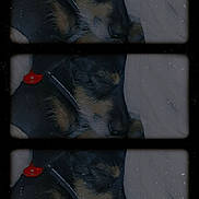 Baliee is registered to the contest to win money with this photo: dog, sleeping, close_up, vintage, film_strip, grainy, texture, nostalgic, black, brown, fur, pet, animal, resting, collar, indoor, quiet, peaceful, portrait, repetition