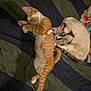 cat, orange_tabby, gray_cat, collar, sleeping, grooming, pet, animal, feline, cute, resting, quilt, bedspread, striped, white_paws, relaxed, indoor, companions, napping, cozy