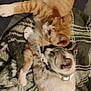 cat, orange_cat, grey_cat, snuggling, blanket, indoor, pet, feline, cute, animal, sleeping, resting, cozy, fur, whiskers, collar, domestic_animal, companion, relaxing, friendship