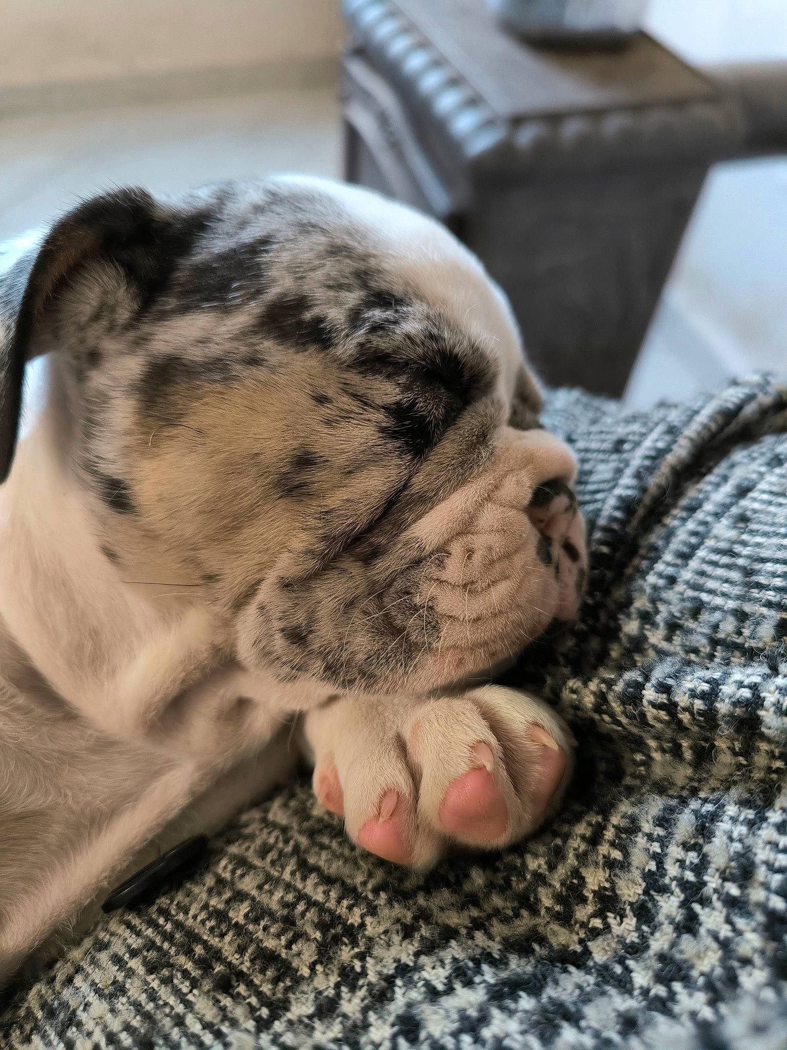 Shelby a rejoint le concours — aidez-le/la à gagner de superbes lots ! canidae, carnivore, comfort, companion_dog, dog, dog_breed, fawn, felidae, foot, fur, human_leg, nail, nap, paw, snout, sporting_group, terrestrial_animal, whiskers, wood, wrinkle