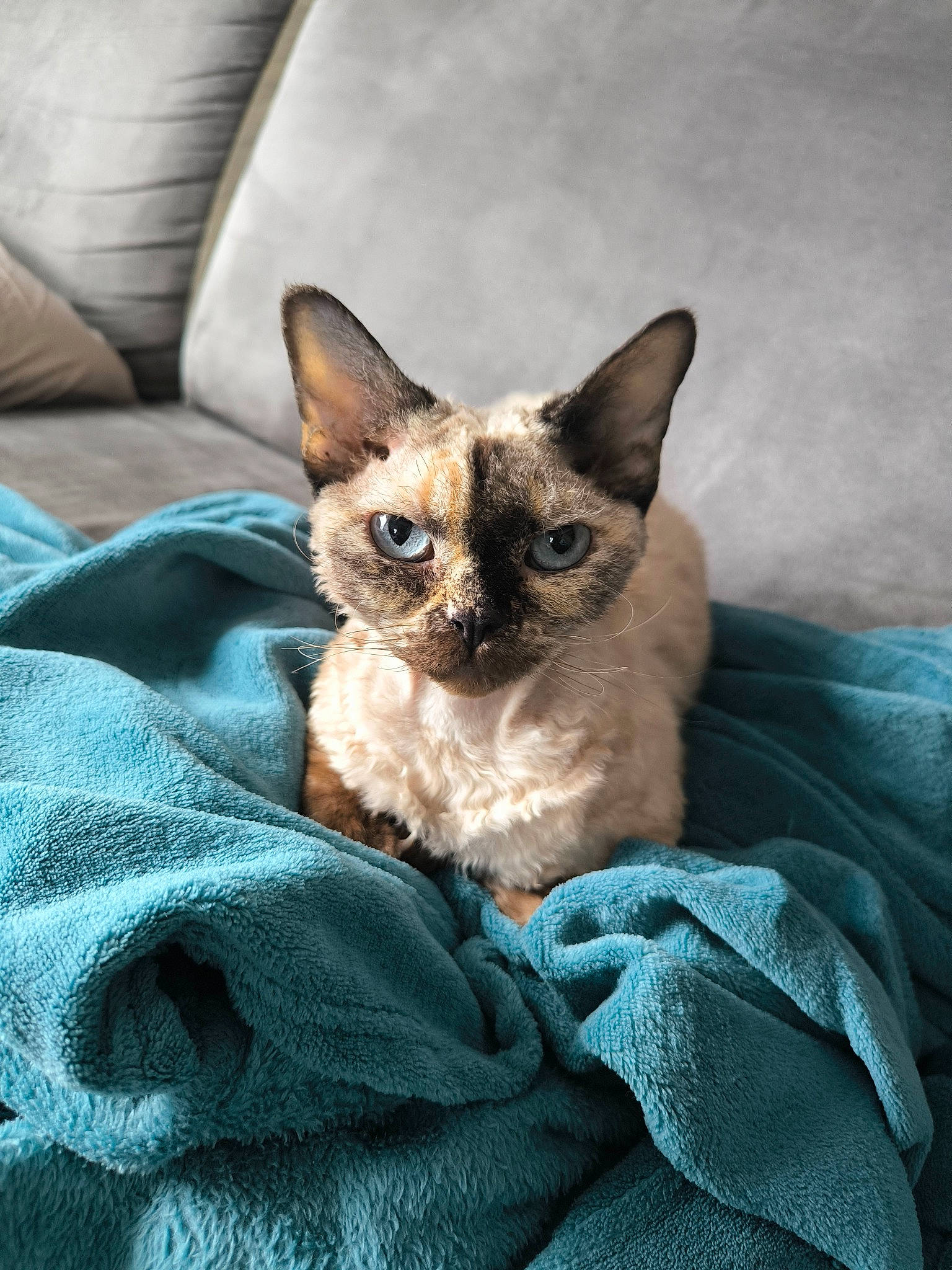 Olia a rejoint le concours — aidez-le/la à gagner de superbes lots ! carnivore, cat, cat_supply, comfort, dog_breed, domestic_short_haired_cat, fawn, felidae, fur, grey, linens, siamese, small_to_medium_sized_cats, snout, tail, terrestrial_animal, whiskers