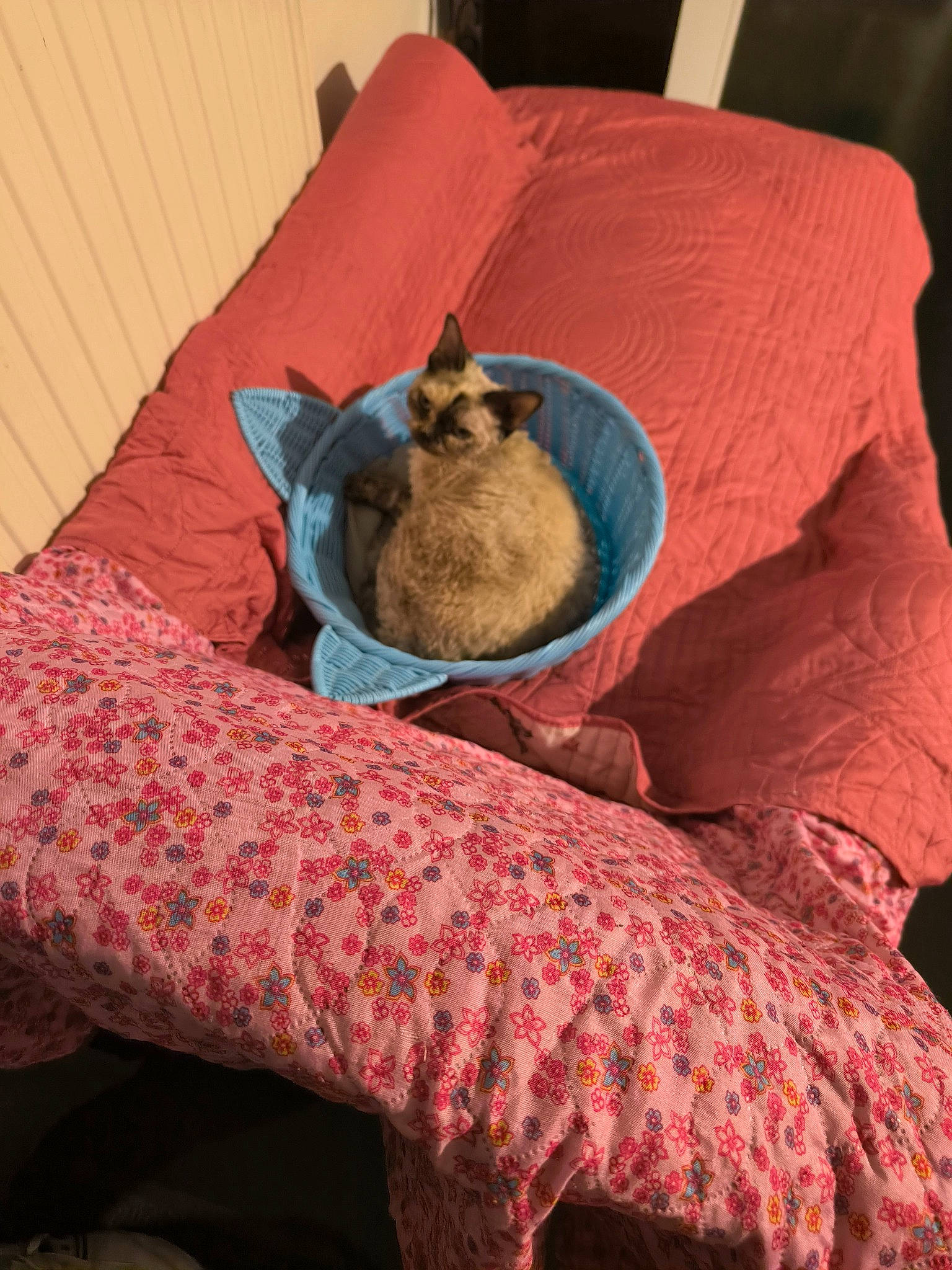 Olia a rejoint le concours — aidez-le/la à gagner de superbes lots ! bed, bed_sheet, bedding, bedroom, carnivore, cat, comfort, companion_dog, dog_breed, duvet, fawn, felidae, fur, linens, room, small_to_medium_sized_cats, tail, textile, whiskers, wood