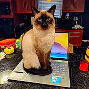 Kai Kai is registered to the contest to win money with this photo: cat, siamese_cat, laptop, kitchen, countertop, indoor, pet, animal, computer, technology, feline, blue_eyes, domestic_cat, sitting, brown, cream, wooden_cabinets, lighting, household, curtains