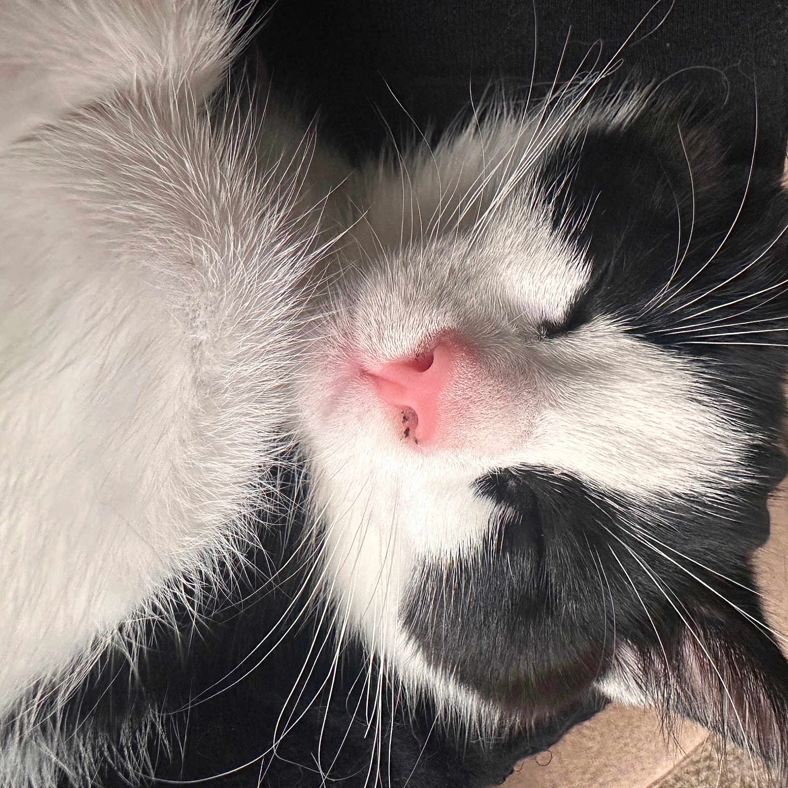 Bella joined the competition — help win amazing prizes! carnivore, cat, claw, domestic_short_haired_cat, felidae, fur, monochrome_photography, paw, small_to_medium_sized_cats, snout, tail, terrestrial_animal, whiskers