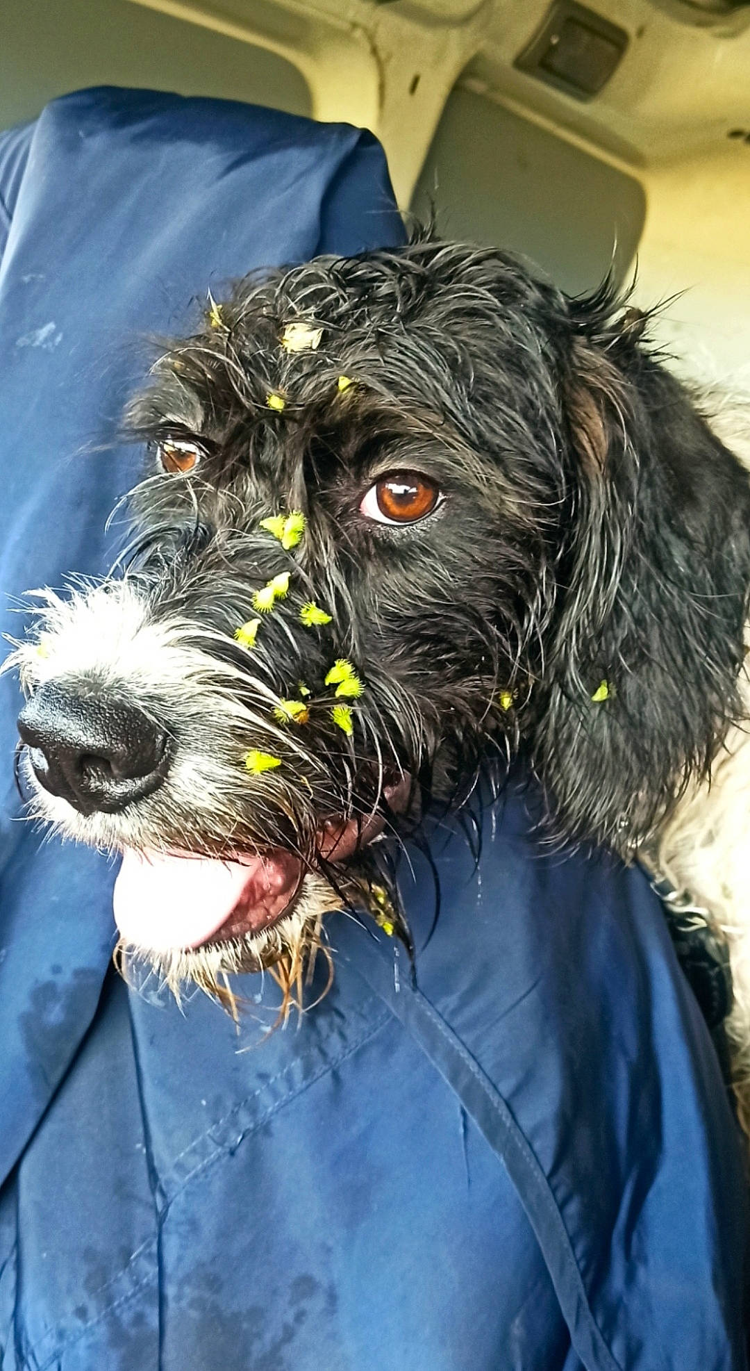 Rosa participe au concours pour gagner de l'argent avec cette photo : canidae, carnivore, collar, companion_dog, dog, dog_breed, dog_collar, dog_supply, fur, leash, personal_protective_equipment, schnauzer, snout, spaniel, sporting_group, terrier, toy_dog, water_dog, working_animal, working_dog