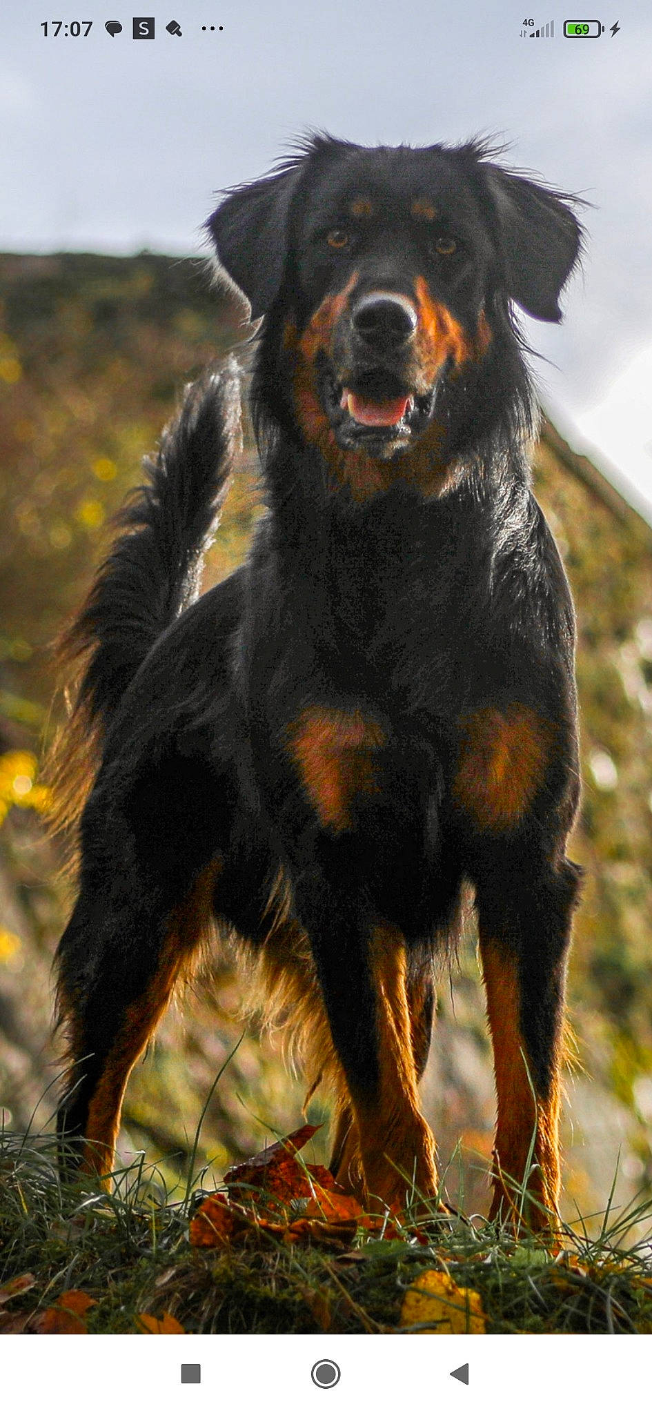 Raiko participe au concours pour gagner de l'argent avec cette photo : canidae, carnivore, companion_dog, dog, dog_breed, fur, gaddi_kutta, grass, guard_dog, hunting_dog, landscape, rottweiler, sky, snout, sporting_group, terrestrial_animal, working_animal, working_dog