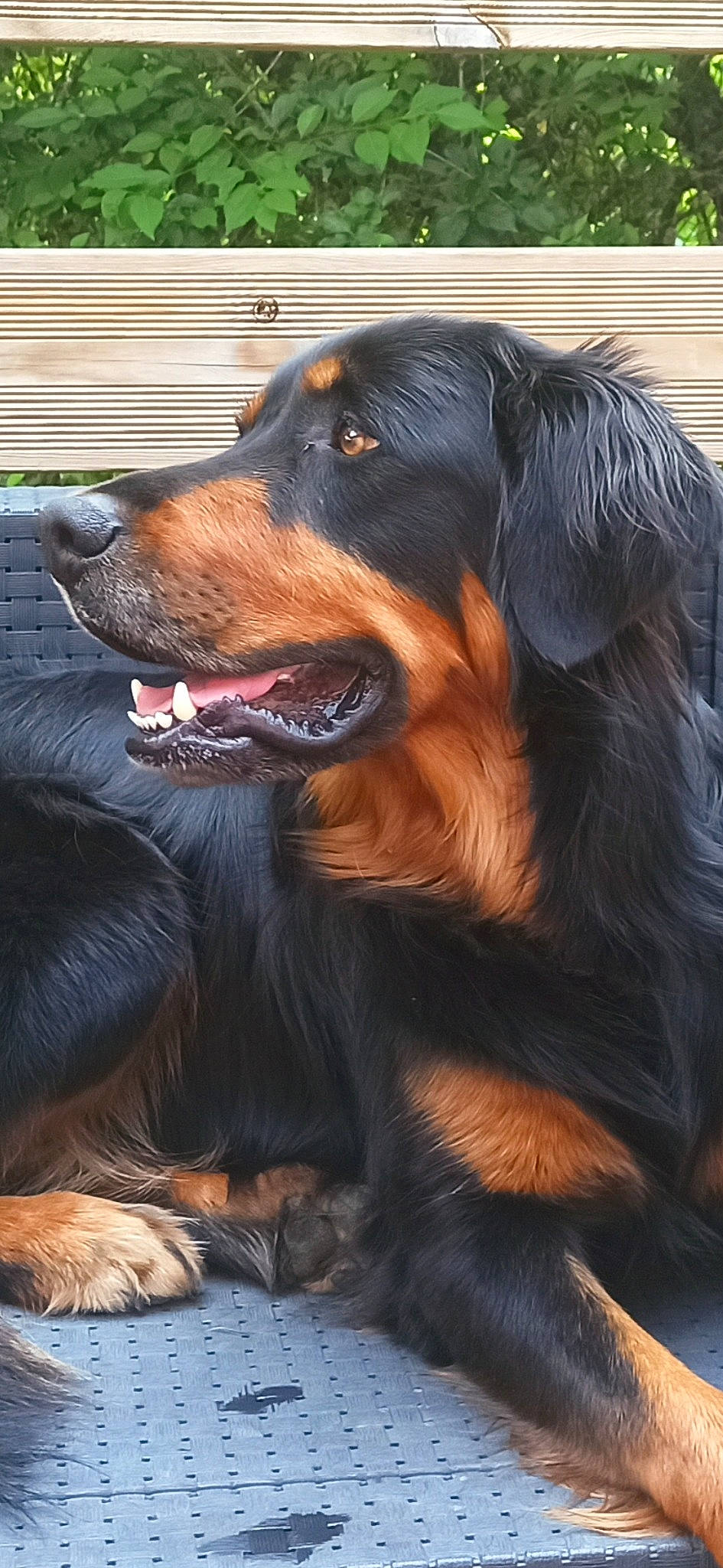 Raiko participe au concours pour gagner de l'argent avec cette photo : canidae, carnivore, companion_dog, dog, dog_breed, fur, guard_dog, hunting_dog, liver, snout, sporting_group, staple_food, terrestrial_animal, whiskers, working_dog