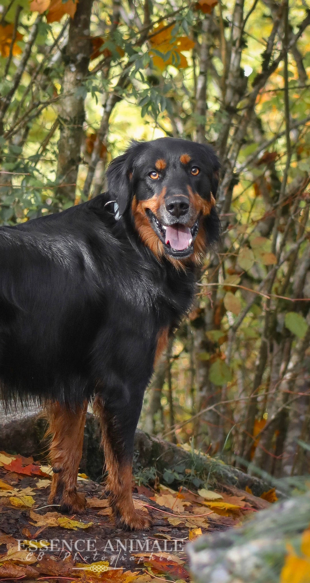 Raiko a rejoint le concours — aidez-le/la à gagner de superbes lots ! bernese_mountain_dog, canidae, carnivore, companion_dog, dog, dog_breed, fur, hunting_dog, snout, sporting_group, terrestrial_animal, tree, twig, wood, working_dog