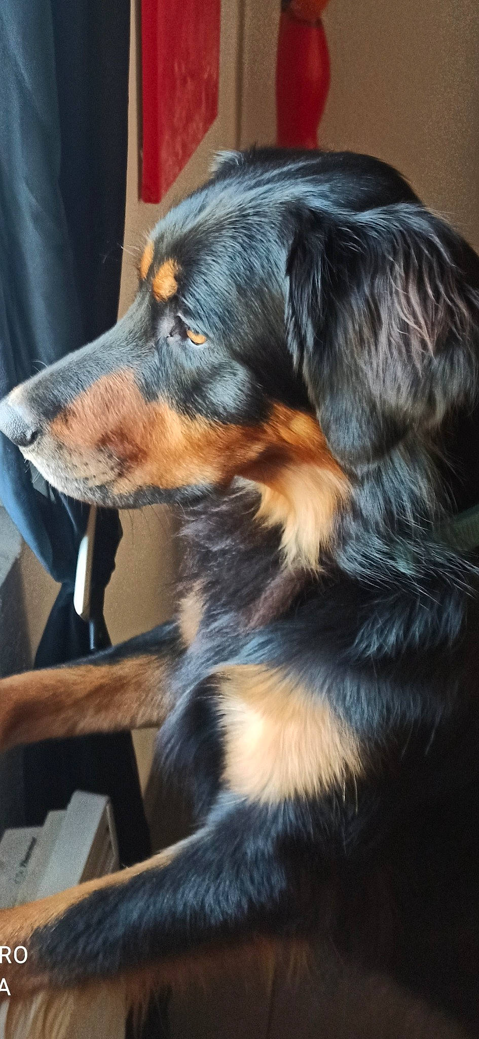 Raiko a rejoint le concours — aidez-le/la à gagner de superbes lots ! canidae, carnivore, companion_dog, dog, dog_breed, ear, electric_blue, fur, snout, sporting_group, terrestrial_animal, whiskers, working_dog