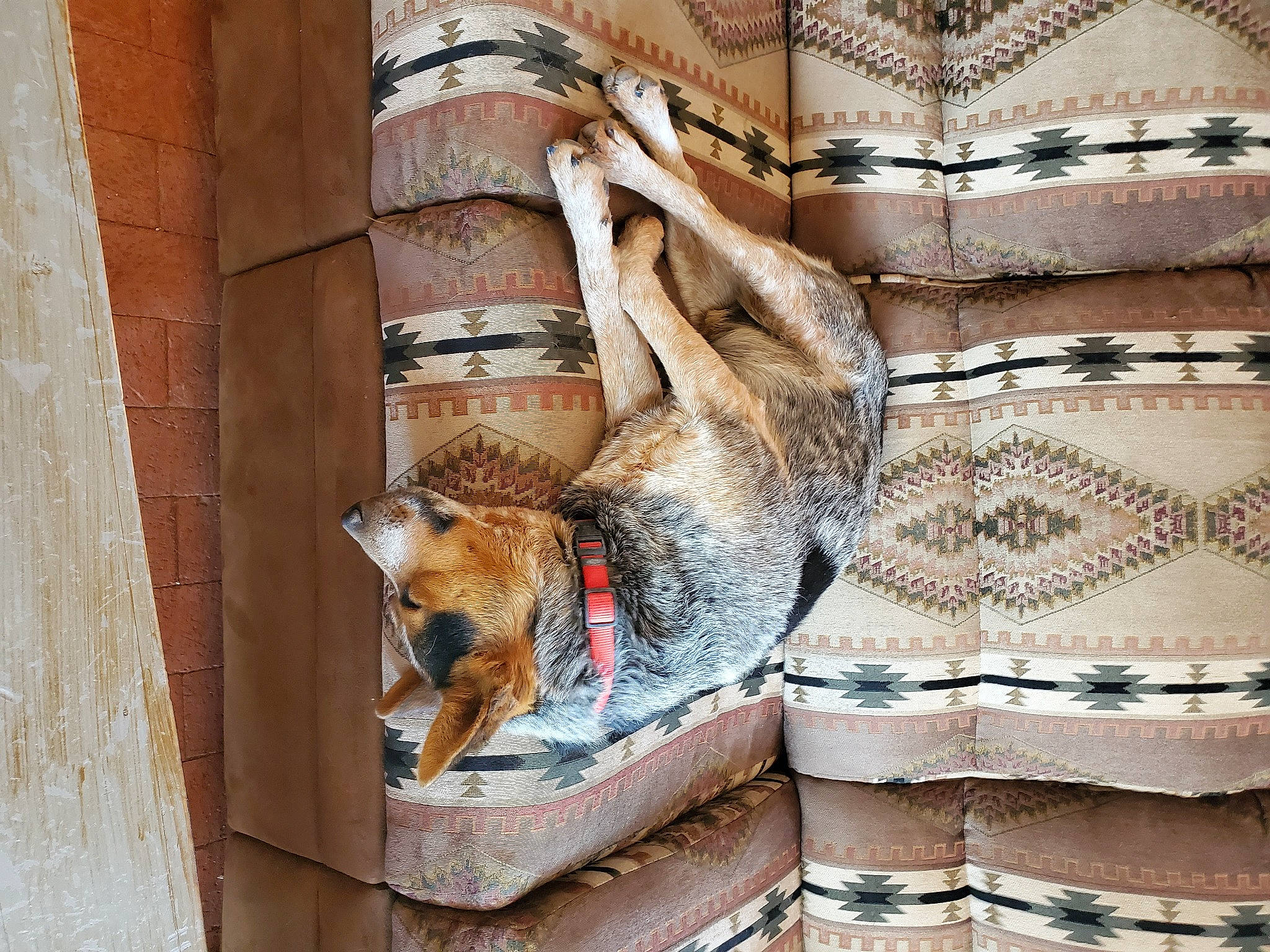 Hey Hey is registered to the contest to win money with this photo: art, brick, brickwork, canidae, carnivore, dog, facade, fawn, fur, gunny_sack, house, metal, pattern, pet_supply, room, sporting_group, tail, window, wood, working_animal