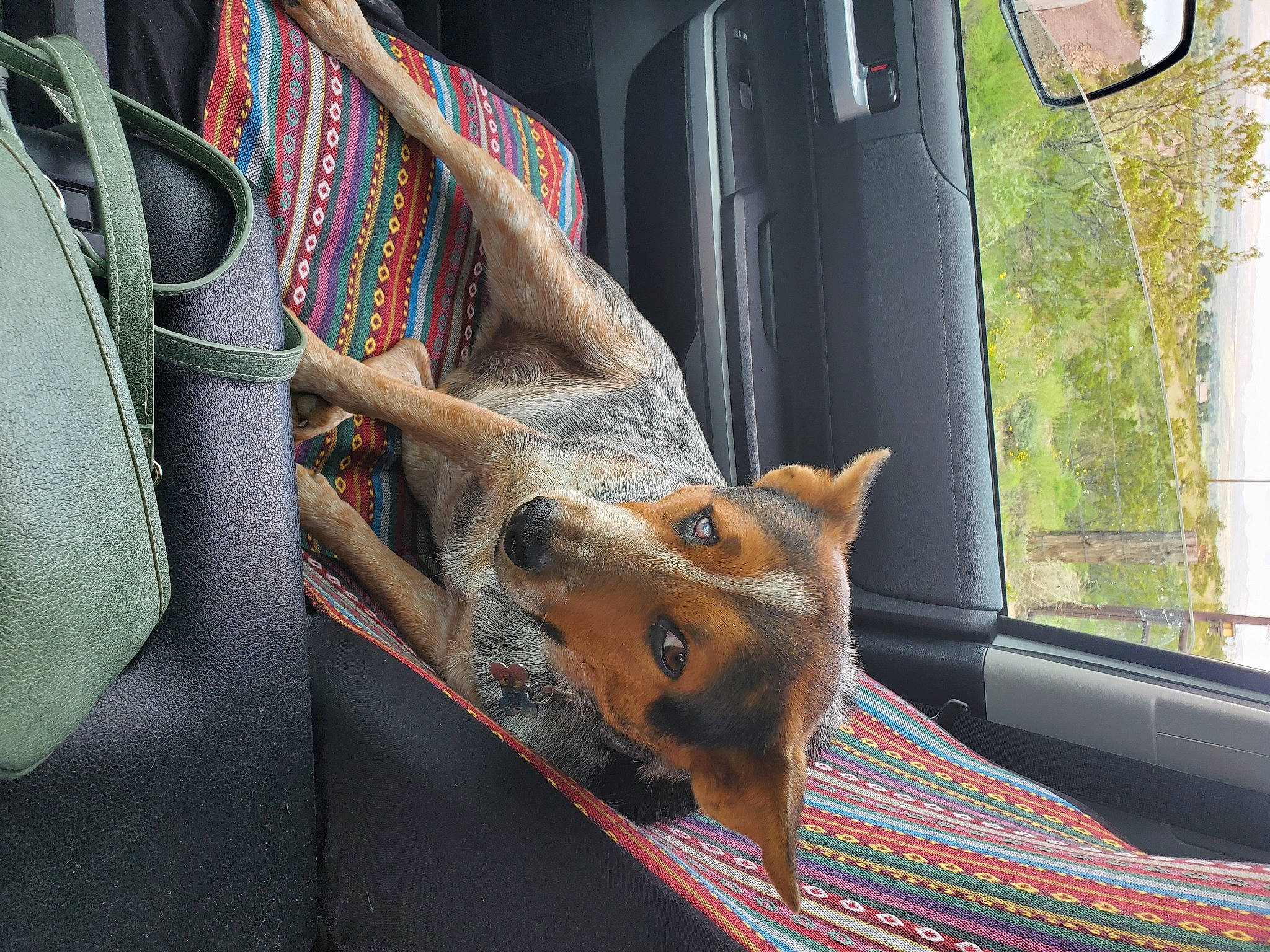 Hey Hey is registered to the contest to win money with this photo: auto_part, canidae, car, carnivore, comfort, companion_dog, dog, dog_breed, door, fawn, fur, motor_vehicle, snout, sporting_group, tree, vehicle, vehicle_door, window, wood, working_animal