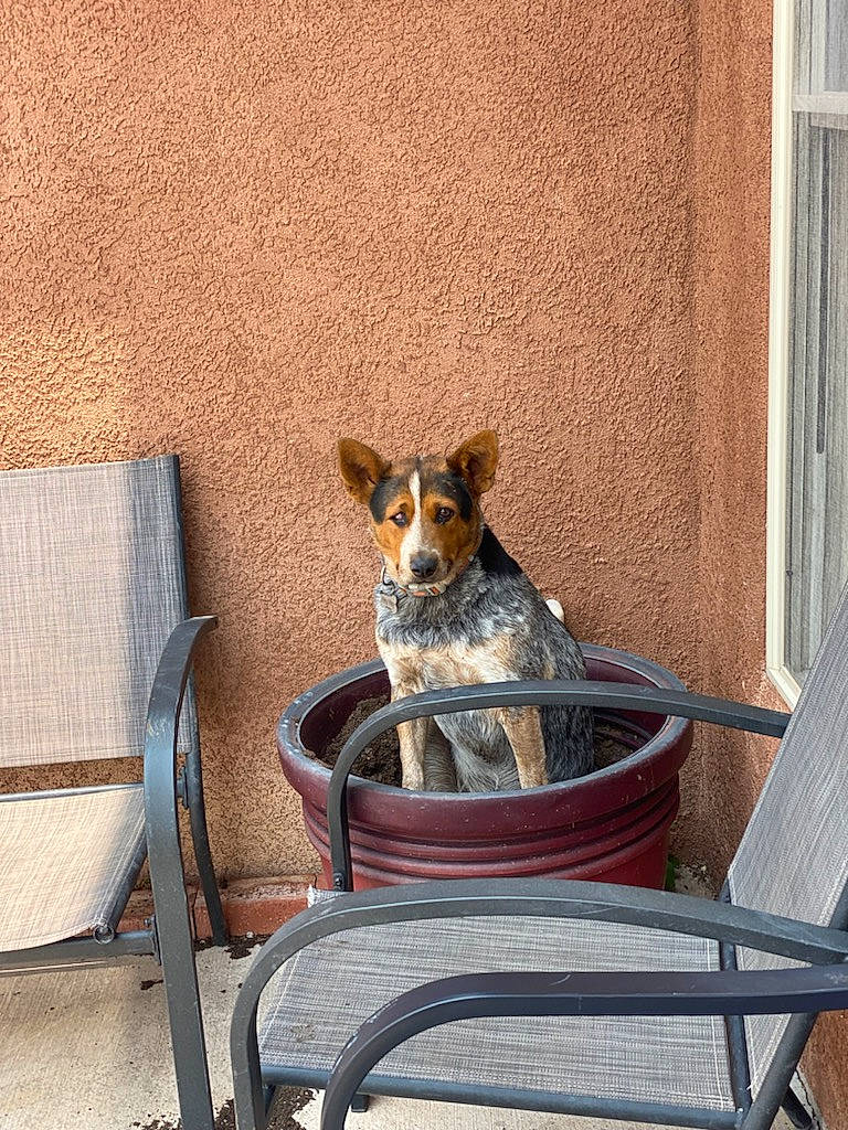 Hey Hey is registered to the contest to win money with this photo: brick, brickwork, canidae, carnivore, chair, comfort, companion_dog, cooking, dog, dog_breed, dog_supply, fawn, outdoor_furniture, pet_supply, sitting, sporting_group, tail, terrier, wood, working_animal