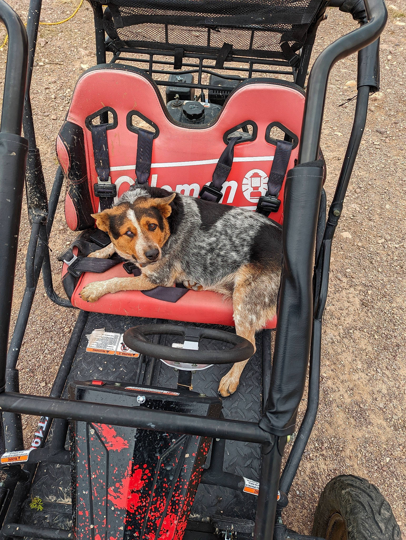 Hey Hey is registered to the contest to win money with this photo: auto_part, automotive_design, automotive_exterior, automotive_lighting, automotive_tire, bag, baggage, bumper, carnivore, chair, cooking, dog, gas, metal, motor_vehicle, product, trunk, vehicle, vehicle_door, windshield