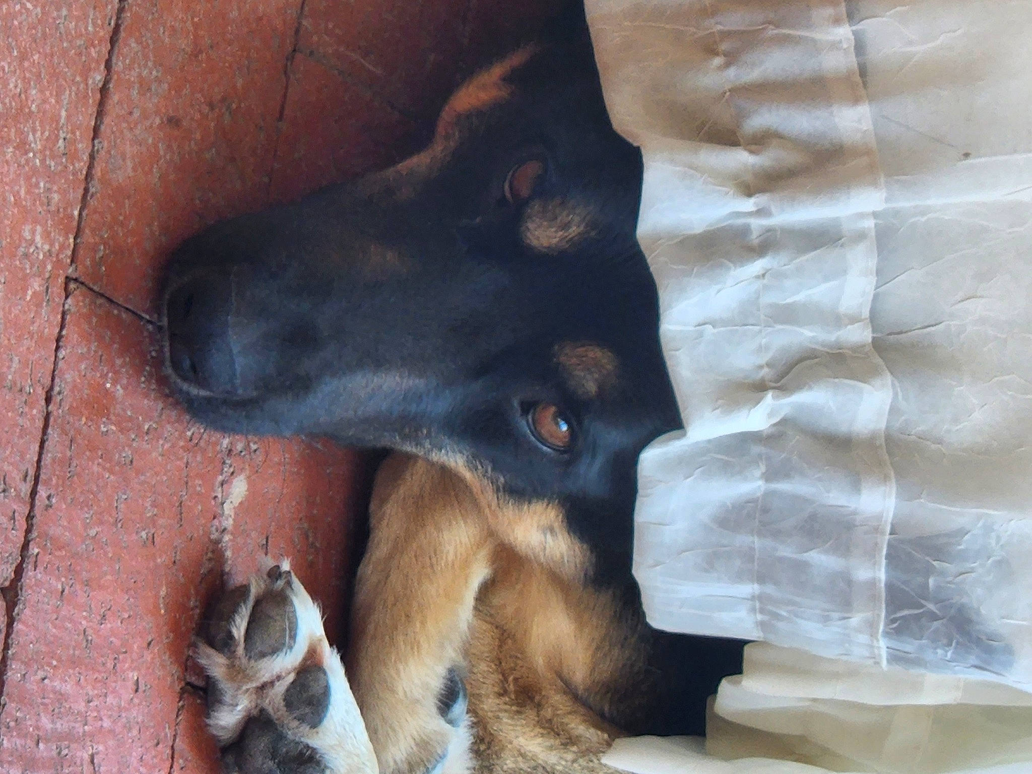 Ridge joined the competition — help win amazing prizes! carnivore, companion_dog, dog, dog_breed, dog_supply, fur, linens, natural_material, pattern, pet_supply, terrestrial_animal, working_animal, working_dog