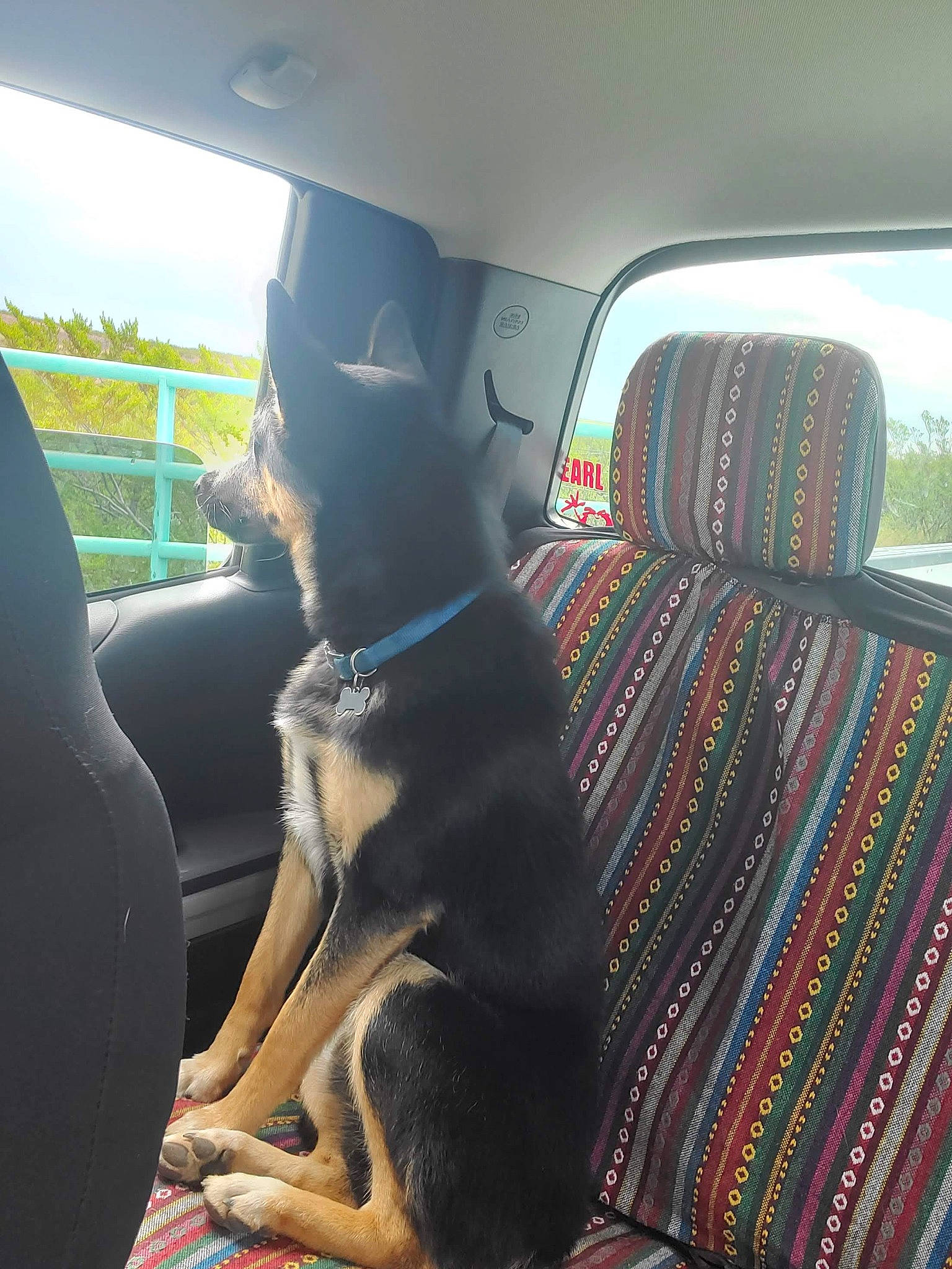 Ridge is registered to the contest to win money with this photo: auto_part, automotive_exterior, car, car_seat, car_seat_cover, carnivore, comfort, companion_dog, couch, dog, dog_breed, fixture, mammal, shade, sky, tints_and_shades, vehicle, vehicle_door, vertebrate, window