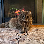 Henry is registered to the contest to win money with this photo: cat, fluffy, fireplace, rug, indoor, cozy, playful, cord, paws, curious, animal, pet, feline, home, wood_floor, relaxed, warm, brown, eyes, muzzle