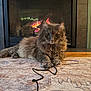 cat, fluffy, fireplace, rug, indoor, cozy, playful, cord, paws, curious, animal, pet, feline, home, wood_floor, relaxed, warm, brown, eyes, muzzle