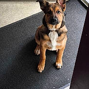 Aika a rejoint le concours — aidez-le/la à gagner de superbes lots ! dog, puppy, brown_coat, white_chest, sitting, indoor, floor_mat, doorway, pet, animal, cute, ears, looking_up, waiting, companion, young_dog, fur, paw, alert, domestic