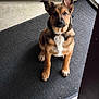 dog, puppy, brown_coat, white_chest, sitting, indoor, floor_mat, doorway, pet, animal, cute, ears, looking_up, waiting, companion, young_dog, fur, paw, alert, domestic