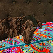 Dexter joined the competition — help win amazing prizes! dog, black_dog, resting, pillow, colorful, patterned, indoor, tufted_background, closeup, pet, animal, canine, face, fur, ears, nostrils, eyes, comfort, relaxed, portrait