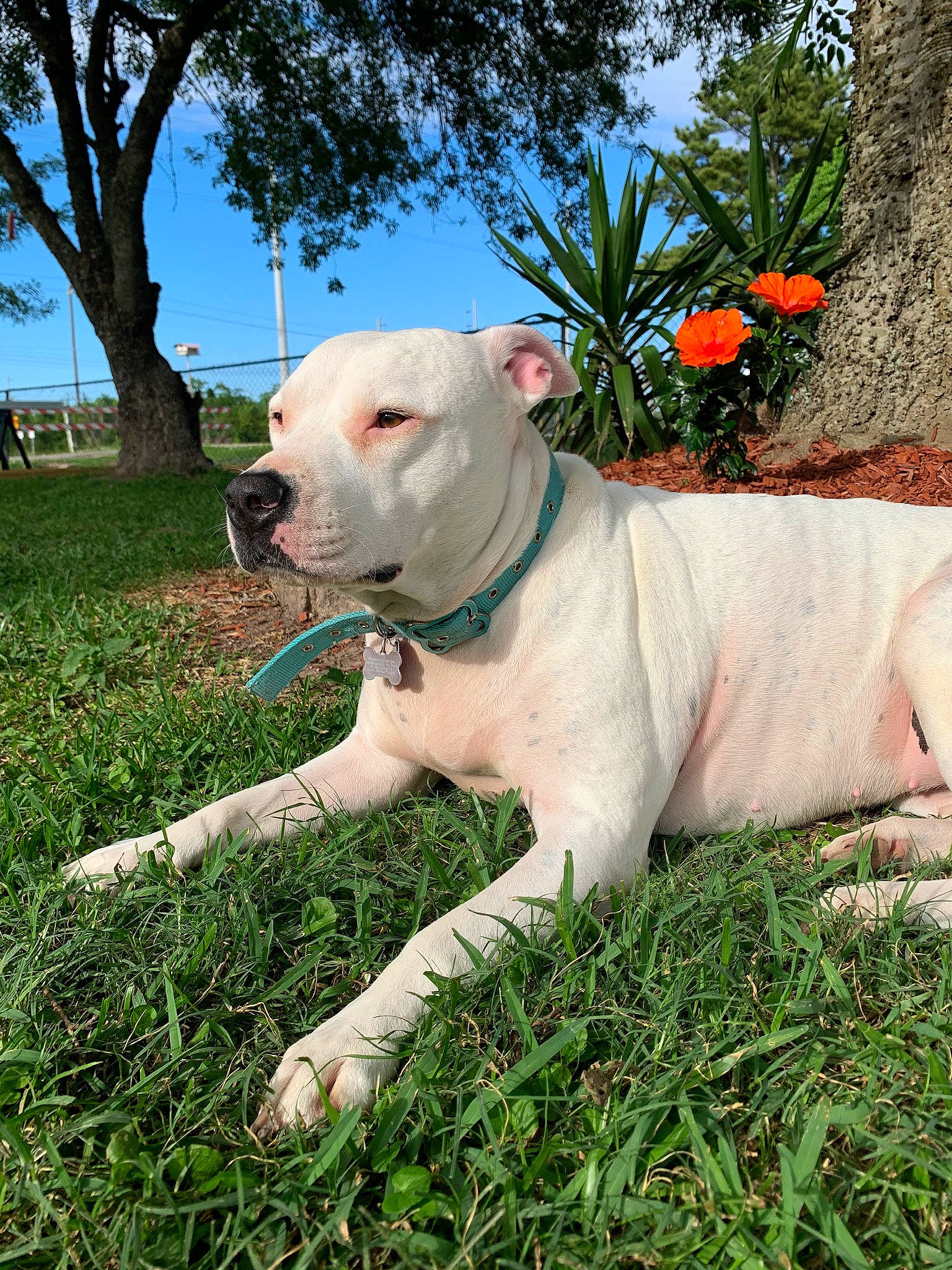 Alley joined the competition — help win amazing prizes! canidae, carnivore, collar, companion_dog, dog, dog_breed, dog_collar, dogo_guatemalteco, fawn, grass, grassland, pet_supply, plant, sky, snout, sporting_group, tail, terrestrial_animal, tree, working_animal