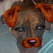 Daisy Mae is registered to the contest to win money with this photo: animal, bed, blanket, brown_fur, close_up, cute, digital_ears, digital_nose, digital_whiskers, dog, eyelashes, face, filter, indoors, lying_down, pet, playful, portrait, resting, white_patch