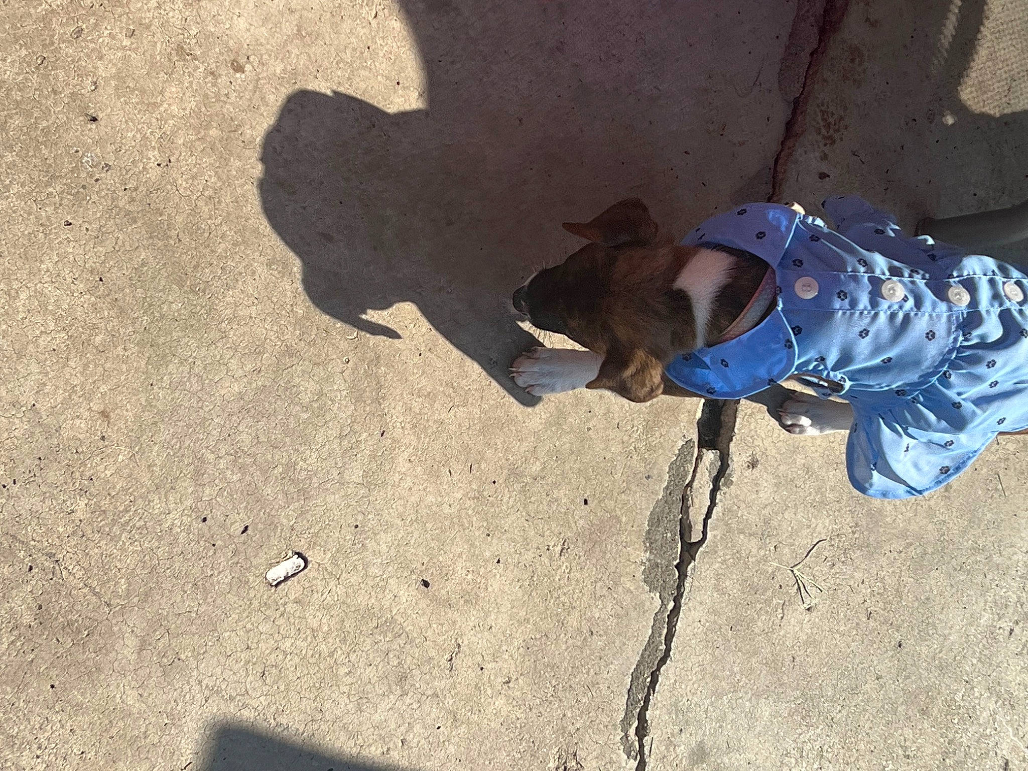 Daisy Mae is registered to the contest to win money with this photo: adventure, asphalt, concrete, electric_blue, flooring, landscape, personal_protective_equipment, plaster, recreation, road_surface, sand, shadow, sidewalk, sitting, soil, tints_and_shades, tree, wall