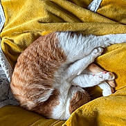 Elly a rejoint le concours — aidez-le/la à gagner de superbes lots ! animal, blanket, cat, cozy, curled_up, cute, domestic_animal, fur, indoor, nap, orange_cat, paws, pet, relaxation, resting, sleeping, soft_texture, whiskers, white_cat, yellow_blanket