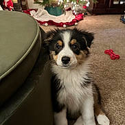 Toby Bear Bjork is registered to the contest to win money with this photo: puppy, dog, tricolor, sitting, carpet, christmas_tree, holiday_decor, toy, red_bone_toy, green_ottoman, indoor, pet, cute, furry, fur, young_dog, decorations, lights, home, festive