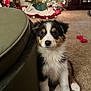 puppy, dog, tricolor, sitting, carpet, christmas_tree, holiday_decor, toy, red_bone_toy, green_ottoman, indoor, pet, cute, furry, fur, young_dog, decorations, lights, home, festive