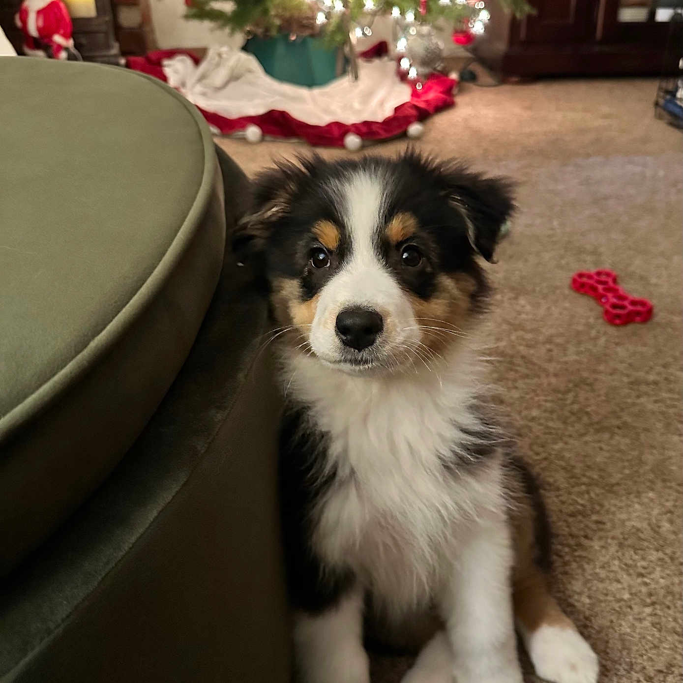 Toby Bear Bjork is registered to the contest to win money with this photo: carpet, christmas_tree, cute, decorations, dog, festive, fur, furry, green_ottoman, holiday_decor, home, indoor, lights, pet, puppy, red_bone_toy, sitting, toy, tricolor, young_dog
