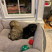 Ivy is registered to the contest to win money with this photo: puppies, dog_bed, toys, indoor, cozy, furniture, cabinet, wood_floor, pet, small_dog, black_dog, brown_dog, carpet, snuggling, domestic, home, relaxing, cute, animal, pet_toys
