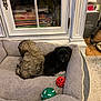 puppies, dog_bed, toys, indoor, cozy, furniture, cabinet, wood_floor, pet, small_dog, black_dog, brown_dog, carpet, snuggling, domestic, home, relaxing, cute, animal, pet_toys