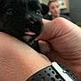 puppy, dog, black_dog, tongue_out, hand, wristband, person, blurred_background, close_up, indoor, cute, pet, animal, holding, fingers, watch, wrist, skin, face, blur