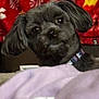 Ivy joined the competition — help win amazing prizes! dog, black_dog, pet, blanket, purple_blanket, curious, head_tilt, indoors, cozy, red_background, pattern, fur, collar, animal, companion, cute, soft_texture, closeup, face, portrait