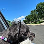 Ivy joined the competition — help win amazing prizes! dog, pet, car, window, collar, outdoor, sunny, blue_sky, green_trees, road, canine, fur, paw, side_view, animal, daytime, nature, vehicle, happy, leisure
