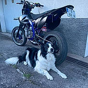 Roméo participe au concours pour gagner de l'argent avec cette photo : dog, motorcycle, black_and_white, asphalt, outdoor, vehicle, pet, animal, pavement, wall, tire, parking, collar, resting, sidewalk, street, leisure, canine, fur, quiet