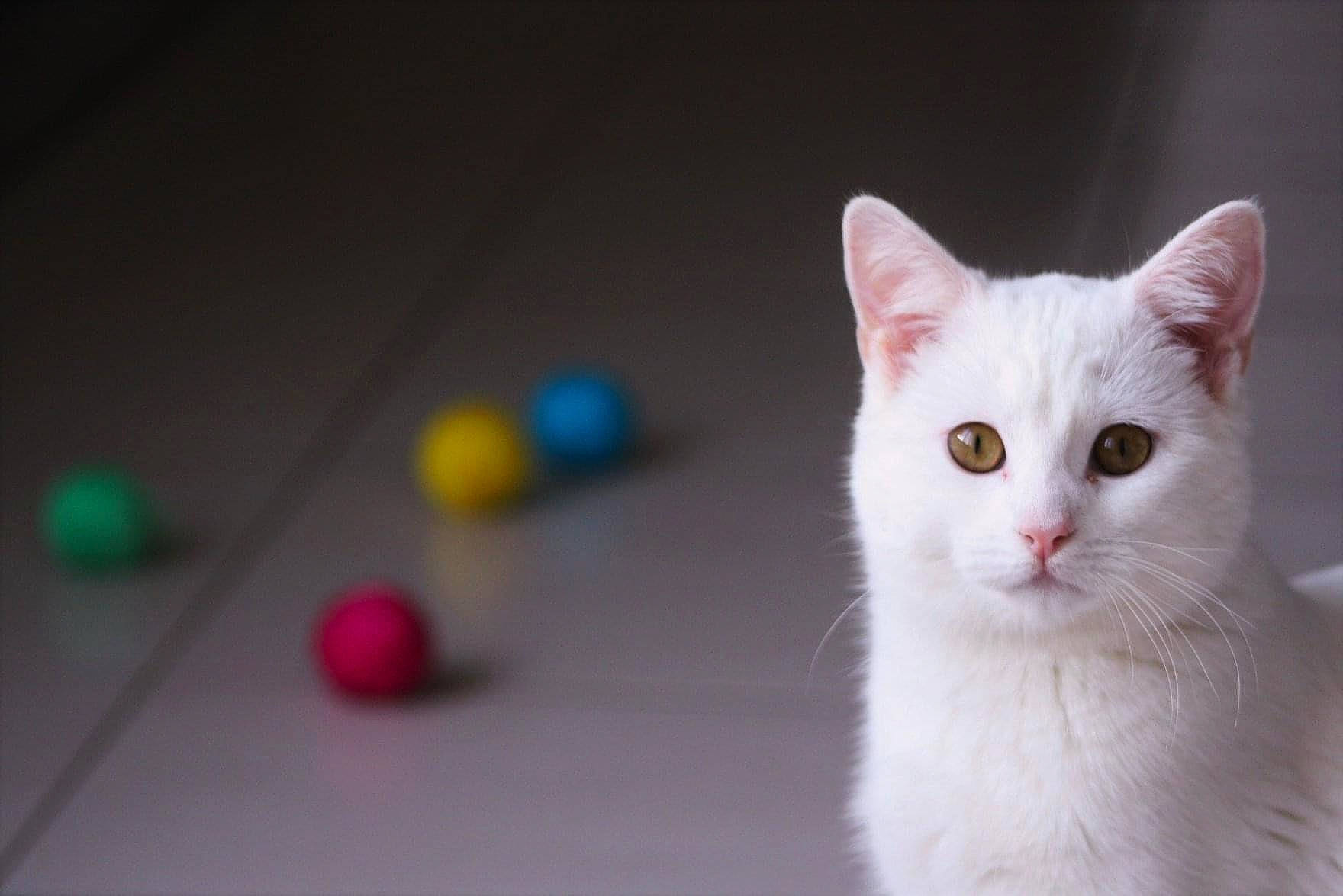 Shelby participe au concours pour gagner de l'argent avec cette photo : art, carnivore, cat, domestic_short_haired_cat, felidae, fur, paw, small_to_medium_sized_cats, snout, tail, whiskers