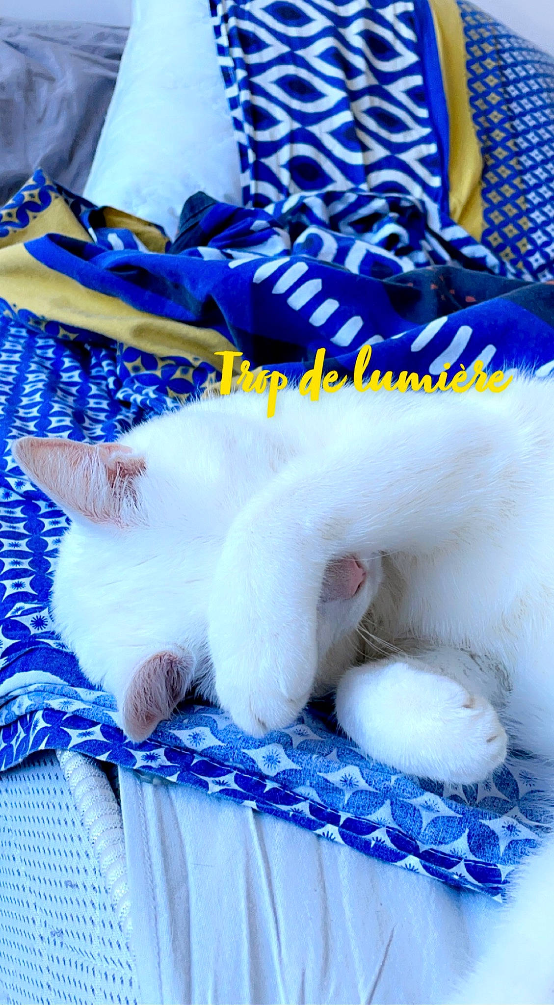 Shelby a rejoint le concours — aidez-le/la à gagner de superbes lots ! blue, carnivore, cat, claw, comfort, companion_dog, electric_blue, felidae, font, foot, fur, pattern, paw, small_to_medium_sized_cats, tail, textile, thread, whiskers, white, wool