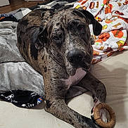 Grimm is registered to the contest to win money with this photo: dog, brindle, bed, blanket, toy, paw, indoor, pet, furniture, comfort, resting, canine, looking, expression, cozy, domestic, floor, fan, food_bowl, home