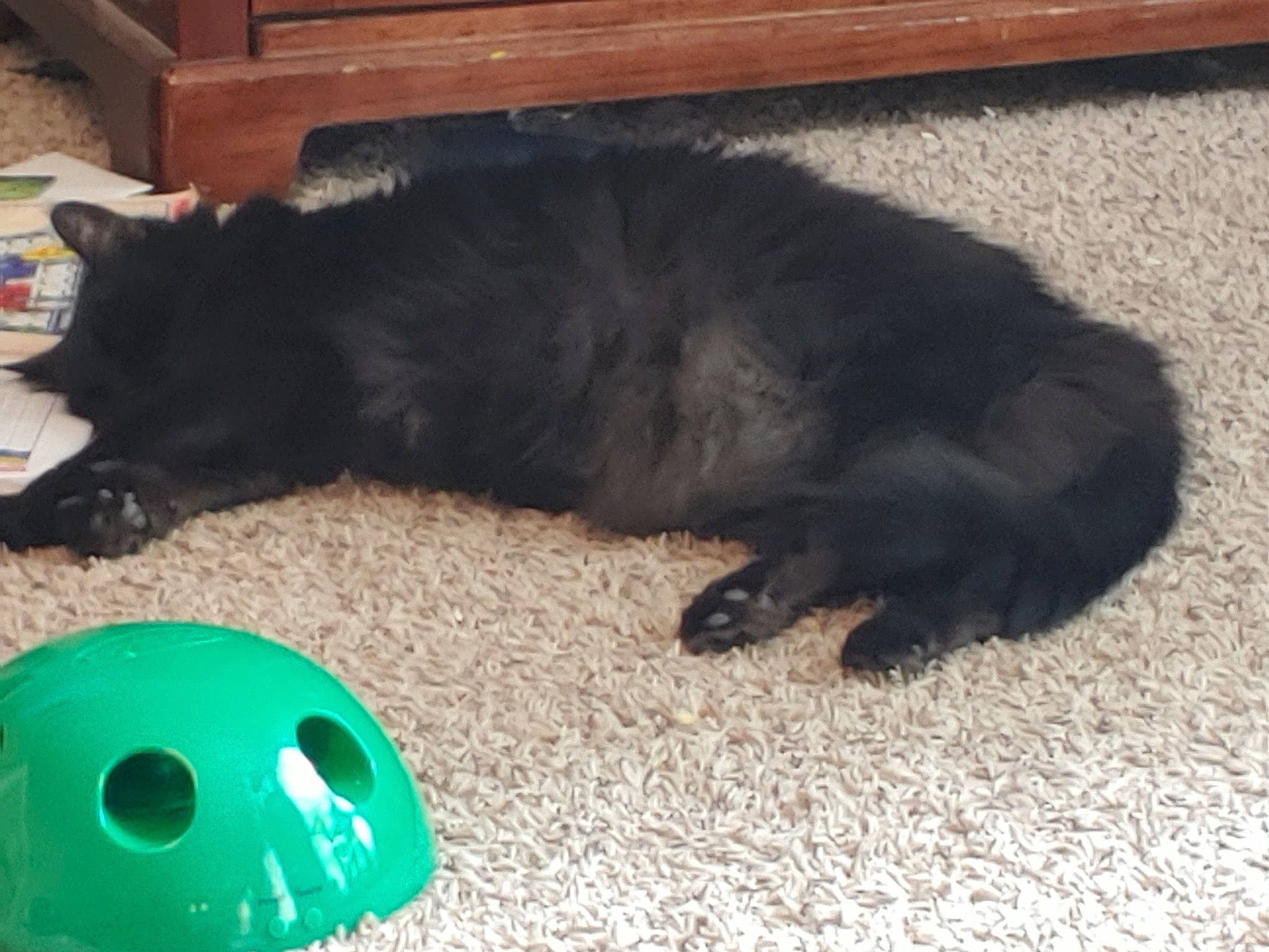 Gomez joined the competition — help win amazing prizes! ball, black_cat, canidae, carnivore, cat, cat_supply, comfort, companion_dog, dice, dog_breed, domestic_short_haired_cat, felidae, flooring, fur, grass, nap, small_to_medium_sized_cats, sporting_group, tail, whiskers