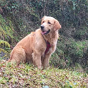 Vahina participe au concours pour gagner de l'argent avec cette photo : dog, golden_retriever, animal, pet, outdoor, grass, forest, greenery, nature, harness, mammal, canine, fur, sitting, happy, tongue_out, daylight, wilderness, leaves, bushes