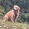 dog, golden_retriever, animal, pet, outdoor, grass, forest, greenery, nature, harness, mammal, canine, fur, sitting, happy, tongue_out, daylight, wilderness, leaves, bushes