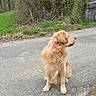 golden_retriever, dog, canine, pet, animal, sitting, road, outdoor, nature, grass, trees, bushes, stone_wall, fur, side_view, quiet, calm, mammal, companion, waiting