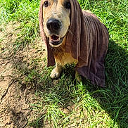 Vaïna participe au concours pour gagner de l'argent avec cette photo : dog, towel, outdoor, grass, dirt, pet, animal, canine, happy, smiling, brown, fur, sunlight, nature, looking_up, portrait, close_up, playful, cute, friendly